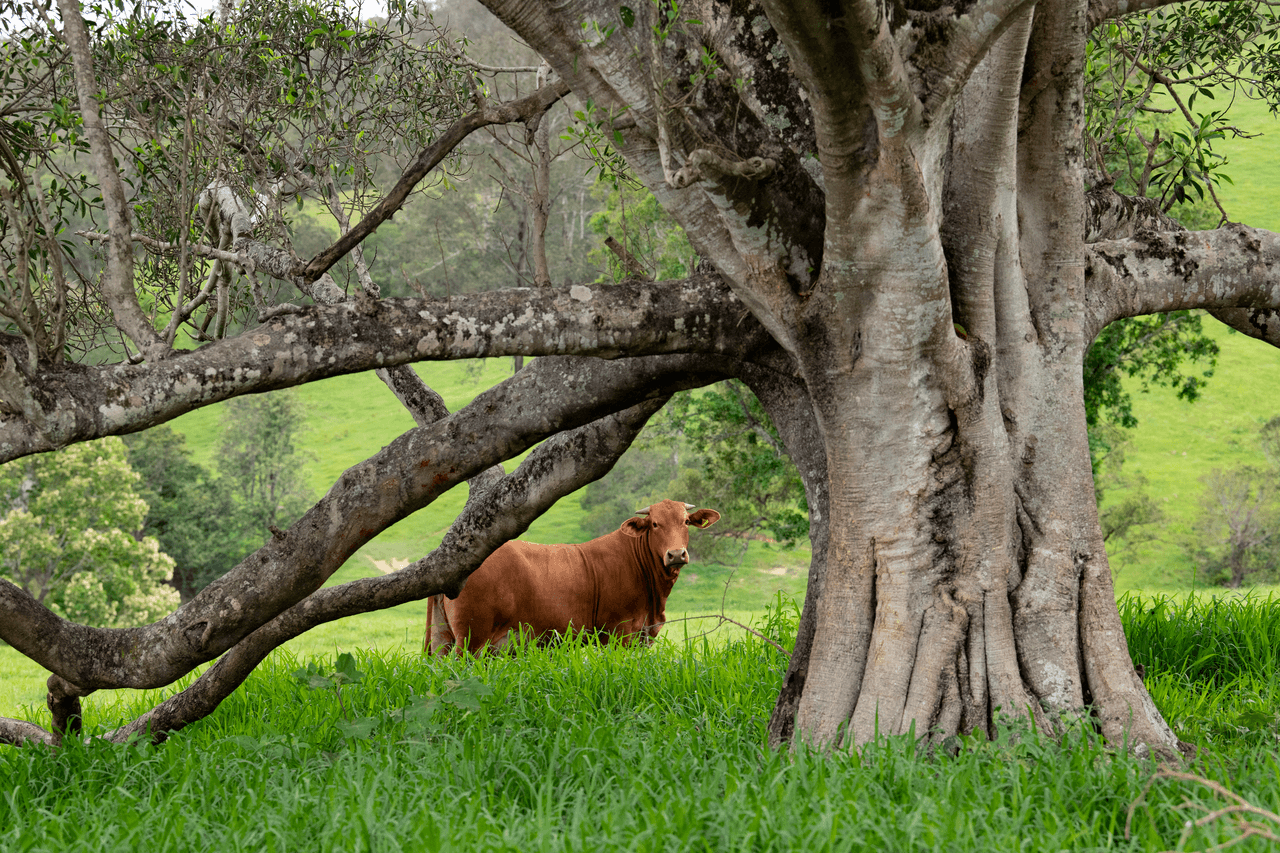 209 Booloumba Creek Road, CAMBROON, QLD 4552