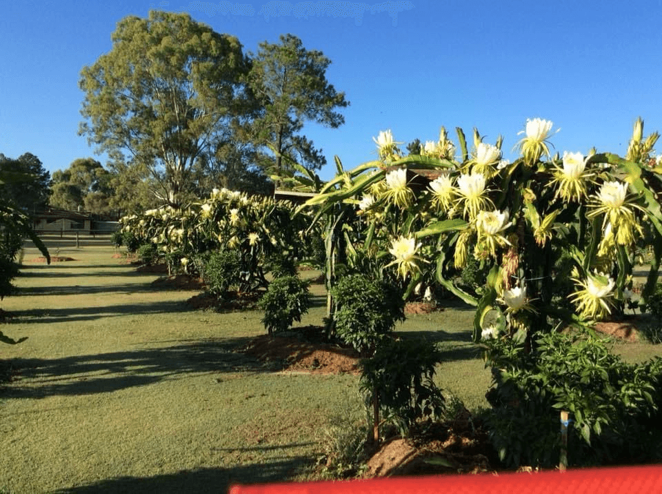 457-465 WATERFORD TAMBORINE ROAD, BUCCAN, QLD 4207