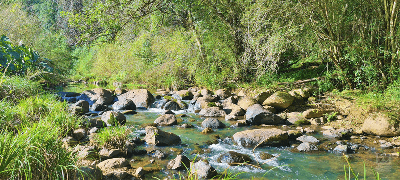 1242 Tuntable Creek Road, Nimbin, NSW 2480