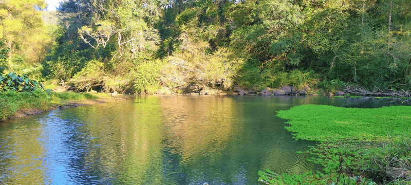 1242 Tuntable Creek Road, Nimbin, NSW 2480