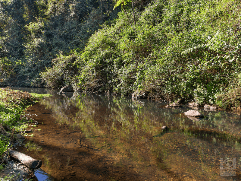 1242 Tuntable Creek Road, Nimbin, NSW 2480