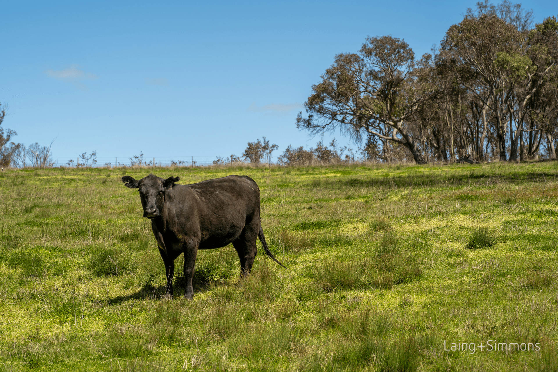 91 Devoncourt Road, Uralla, NSW 2358