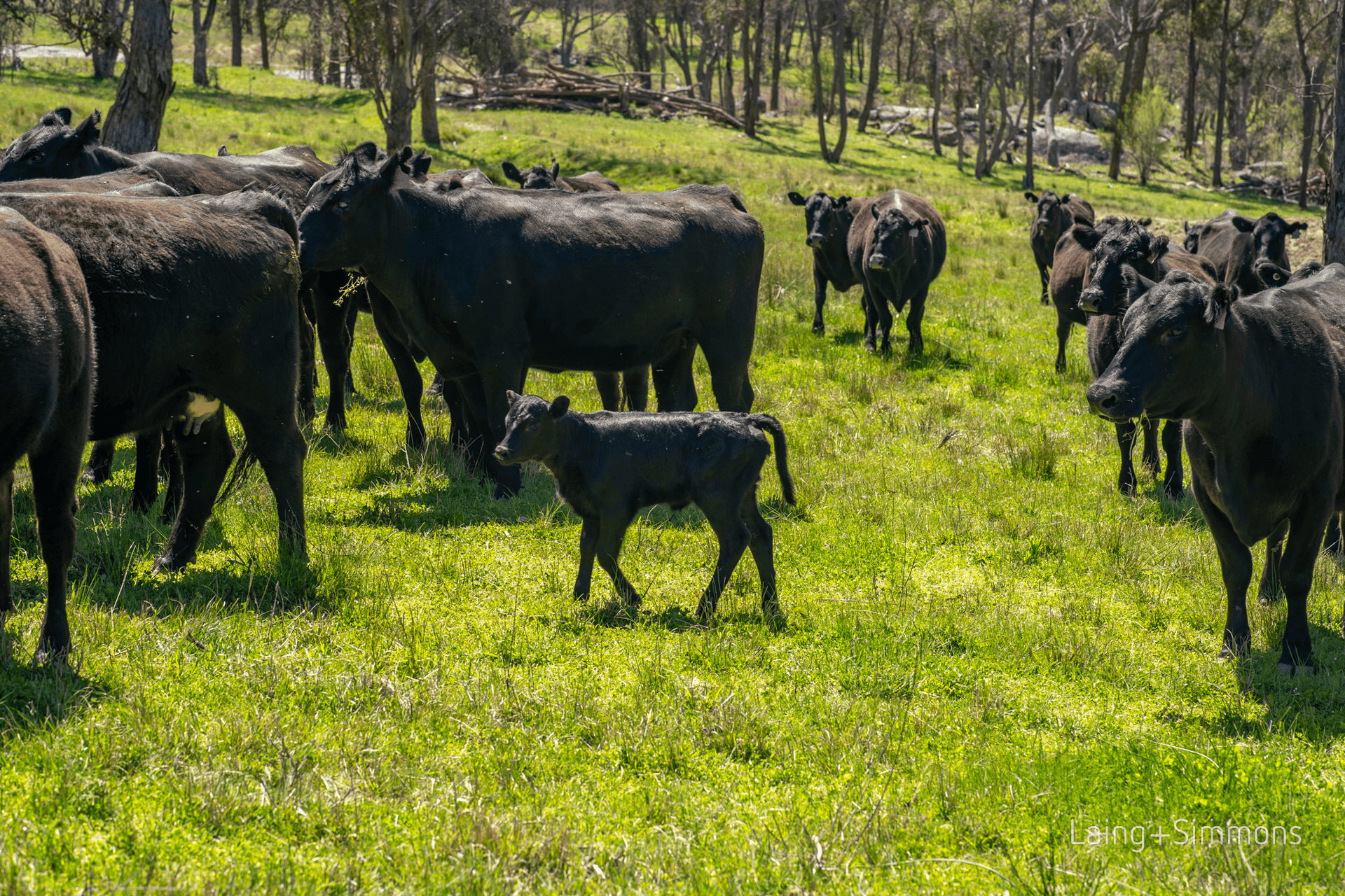 91 Devoncourt Road, Uralla, NSW 2358