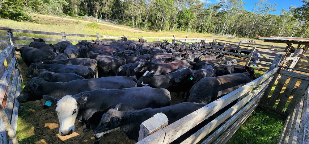 5887 Oxley Highway, Ellenborough, NSW 2446