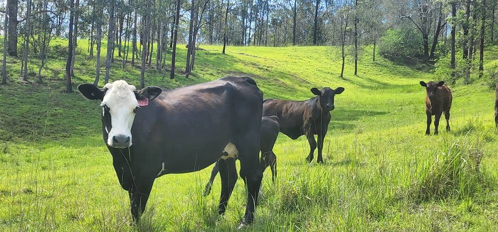 5887 Oxley Highway, Ellenborough, NSW 2446