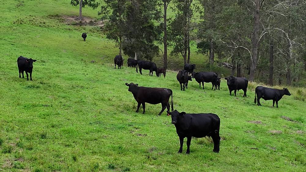 5887 Oxley Highway, Ellenborough, NSW 2446