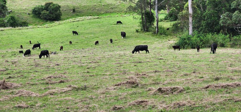 5887 Oxley Highway, Ellenborough, NSW 2446