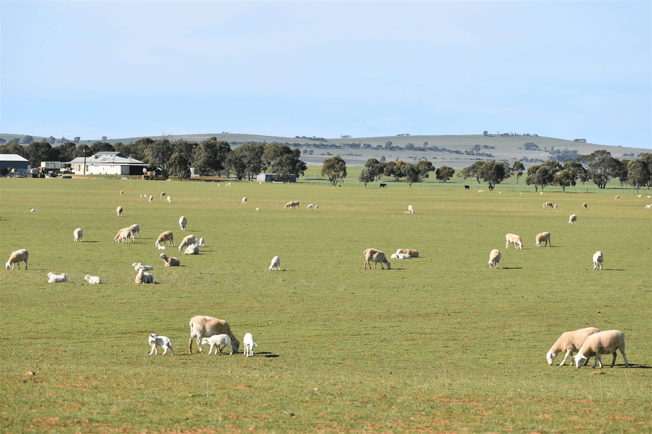 173 Appila-Tarcowie Road, Appila, SA 5480