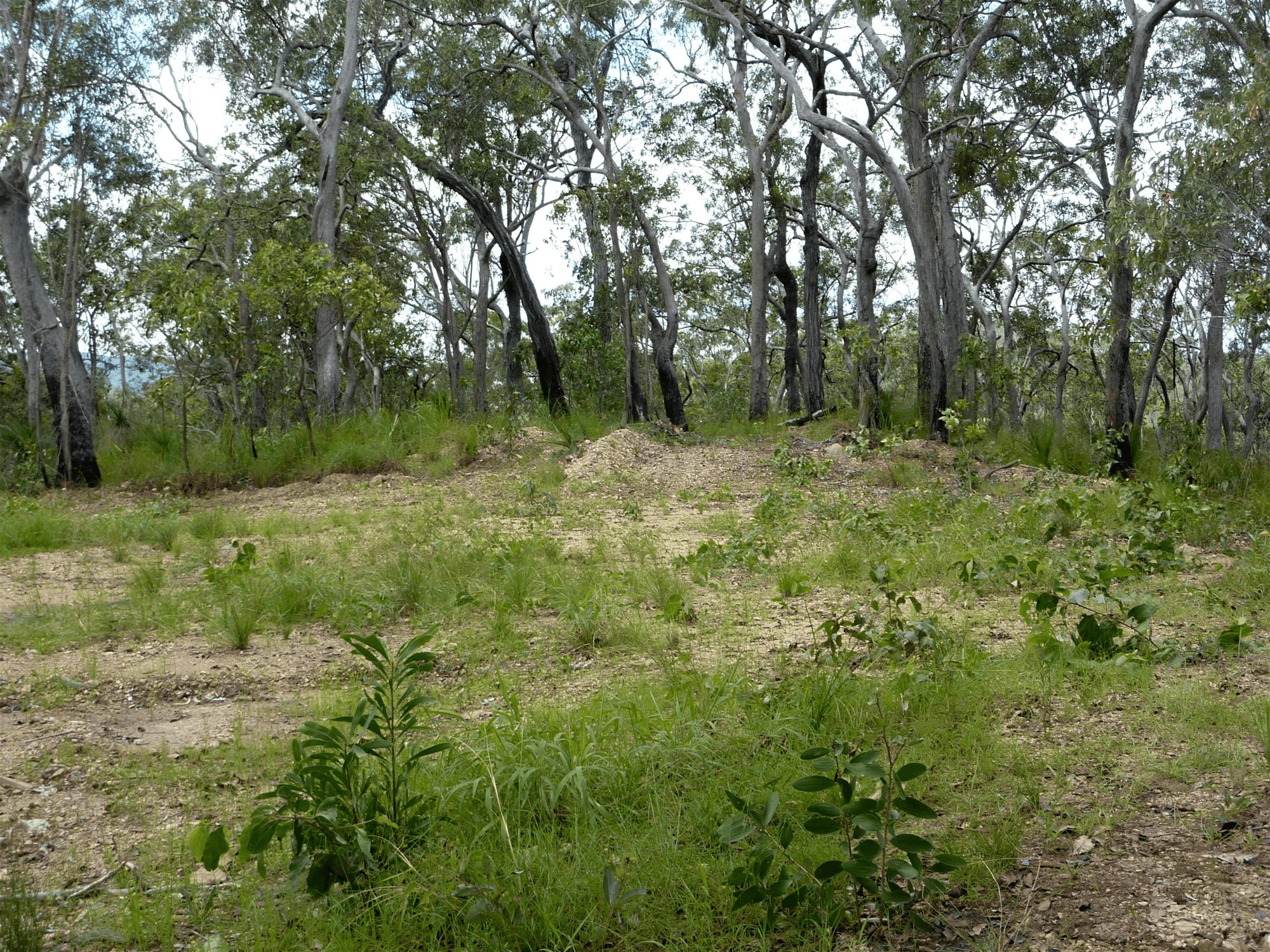 123 Two Chain Road, KOAH, QLD 4881