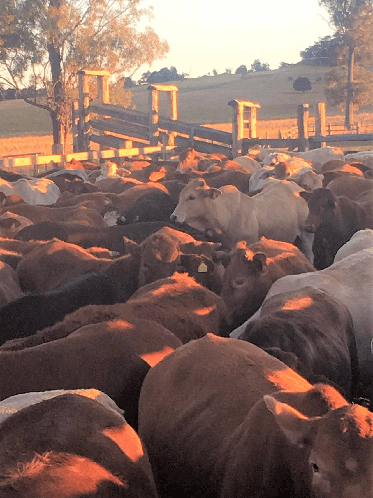 200 Mill Road, MONOGORILBY, QLD 4626