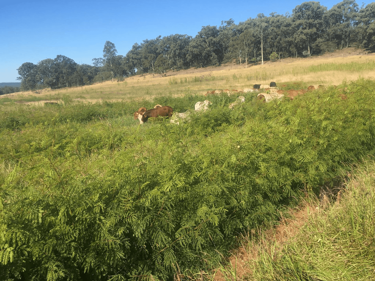 200 Mill Road, MONOGORILBY, QLD 4626