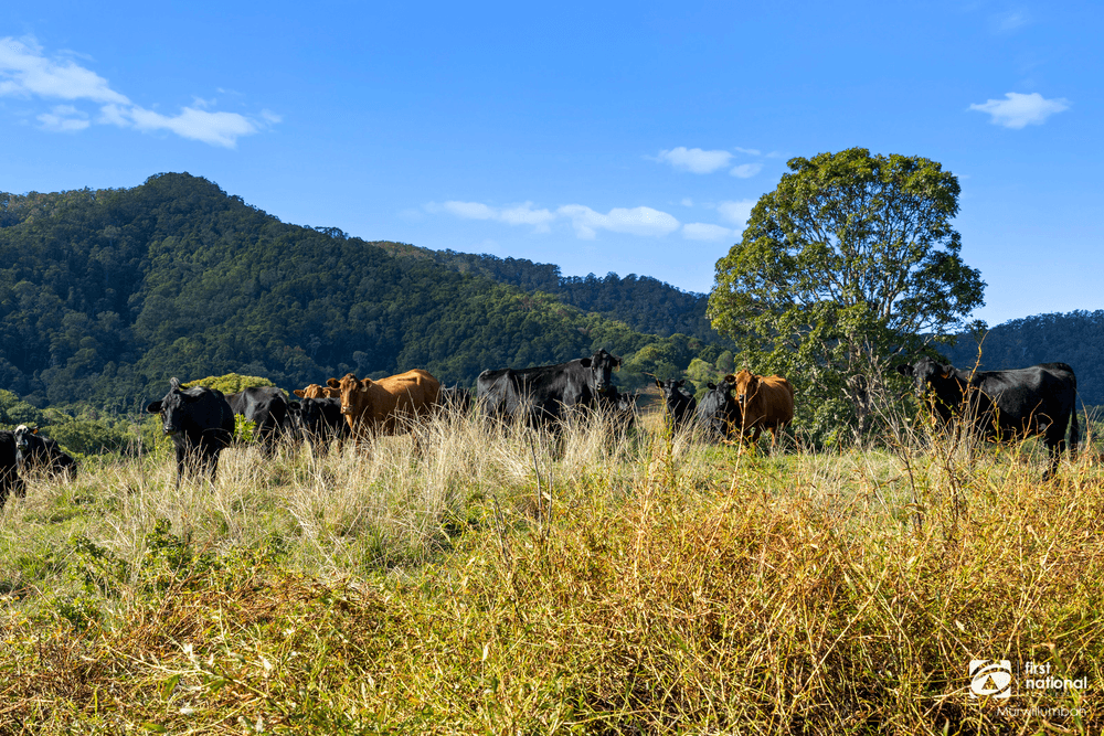 201 Smiths Creek Road, SMITHS CREEK, NSW 2484
