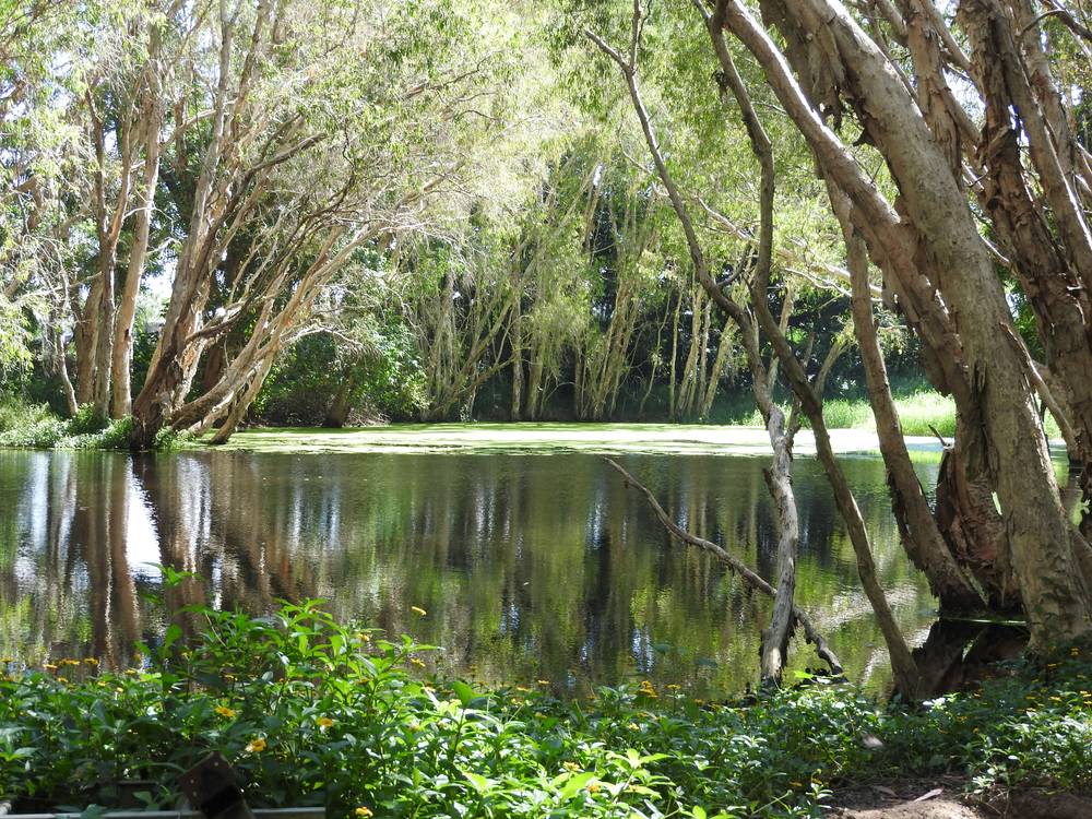 157 Apsley Way, ANDERGROVE, QLD 4740