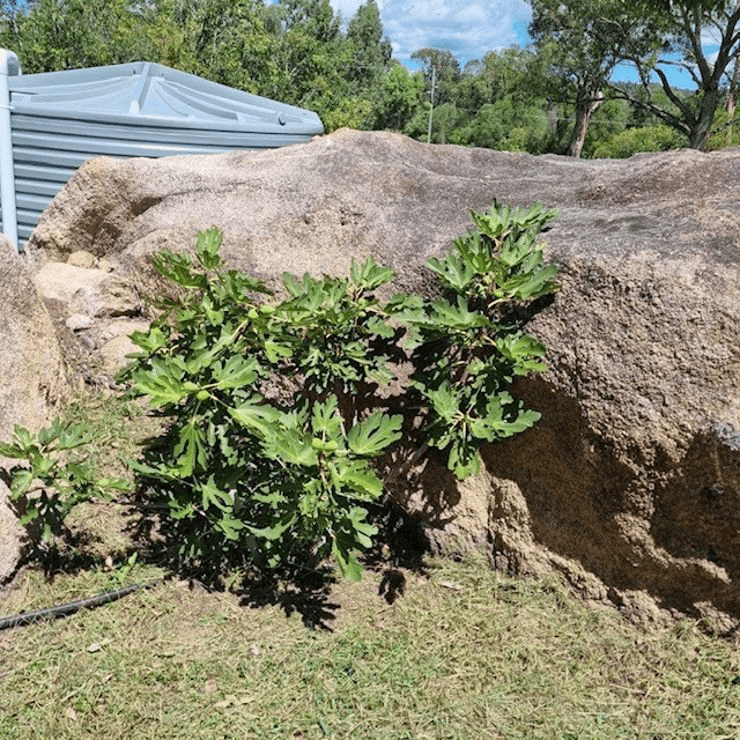 73 Greenup Street, STANTHORPE, QLD 4380