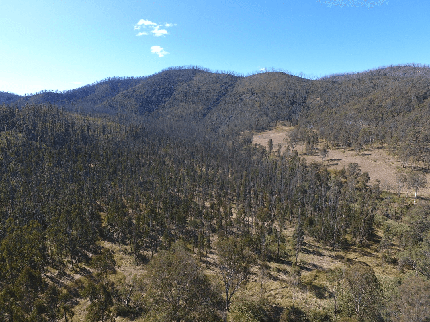 Paddys Flat Road, TABULAM, NSW 2469