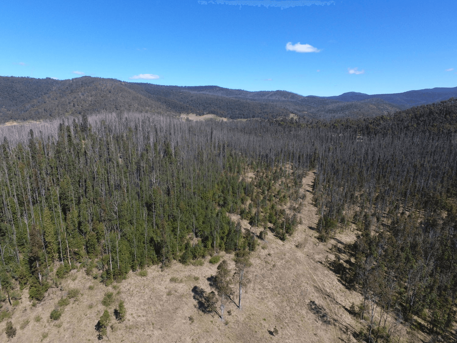 Paddys Flat Road, TABULAM, NSW 2469