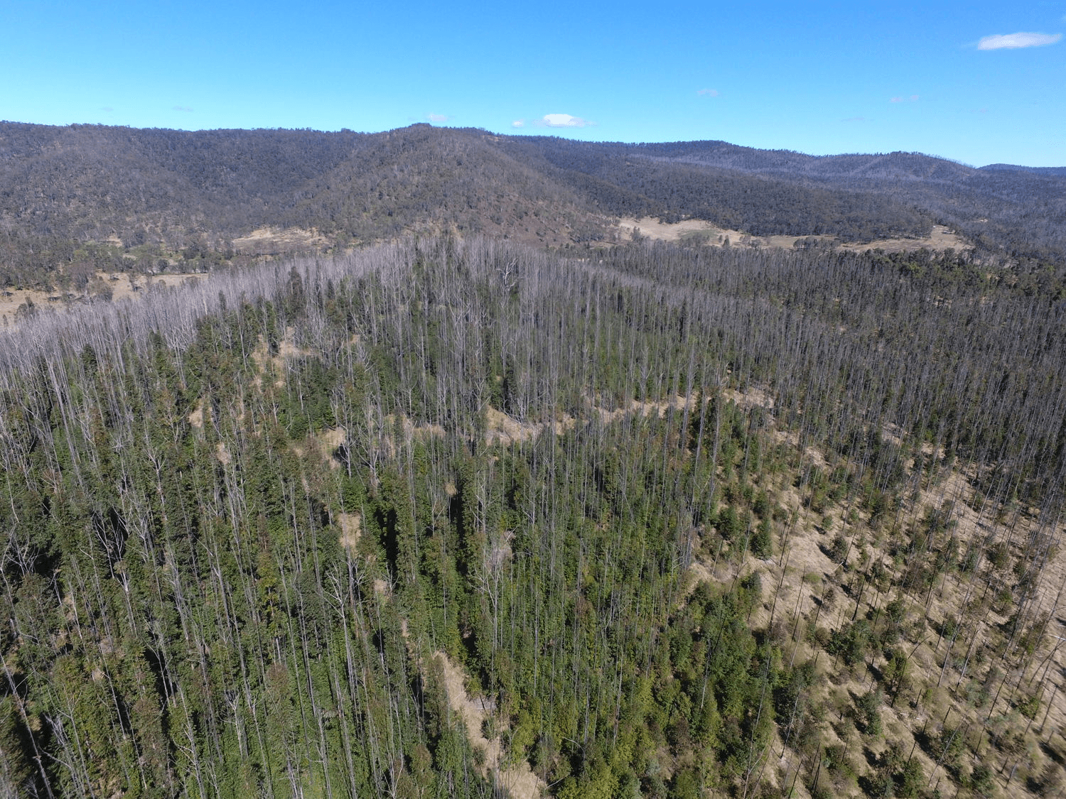 Paddys Flat Road, TABULAM, NSW 2469