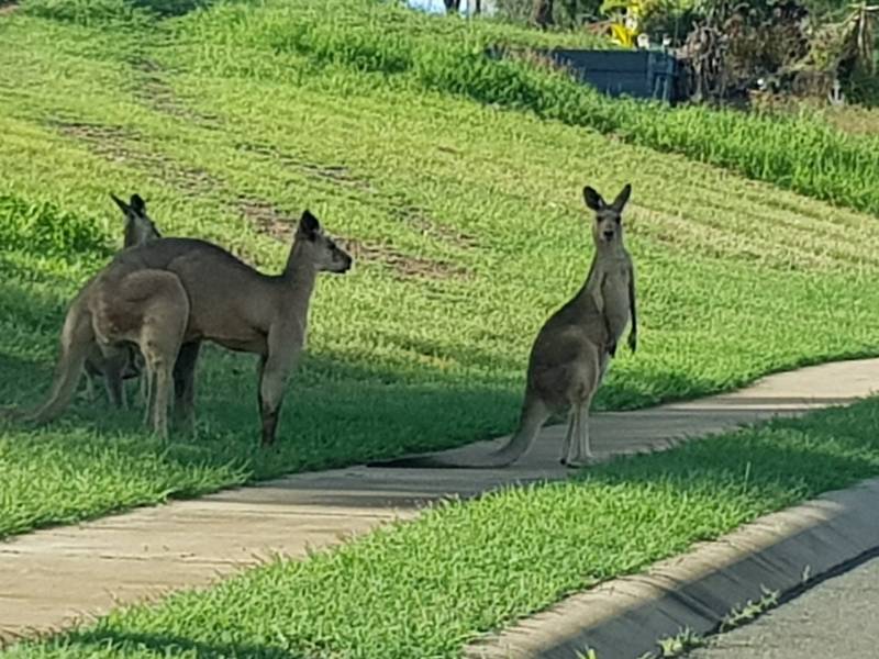 9 Links Road, BOWEN, QLD 4805