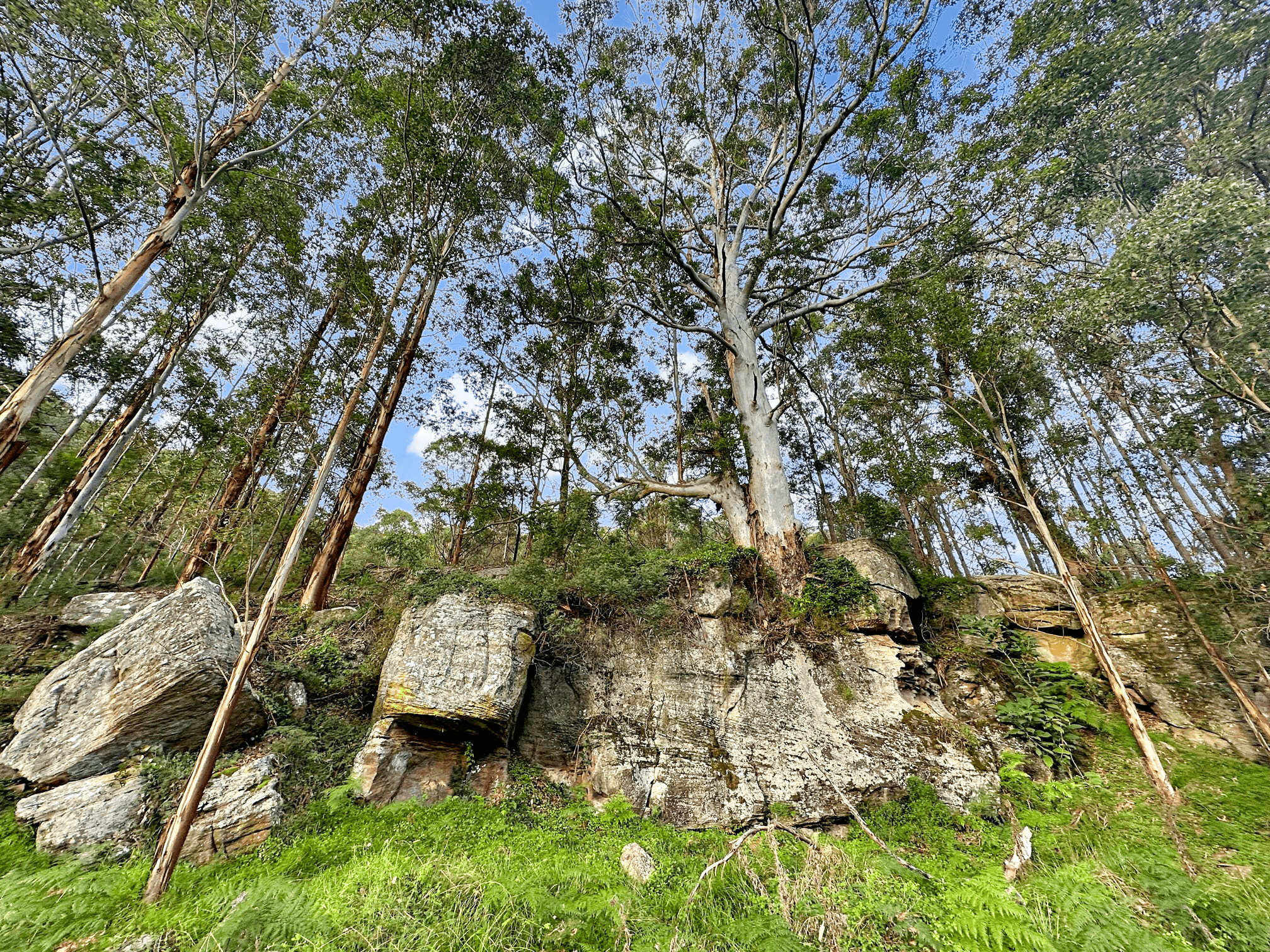 Parcel D Hitcham Park Dairy Arm Road, Laguna, NSW 2325