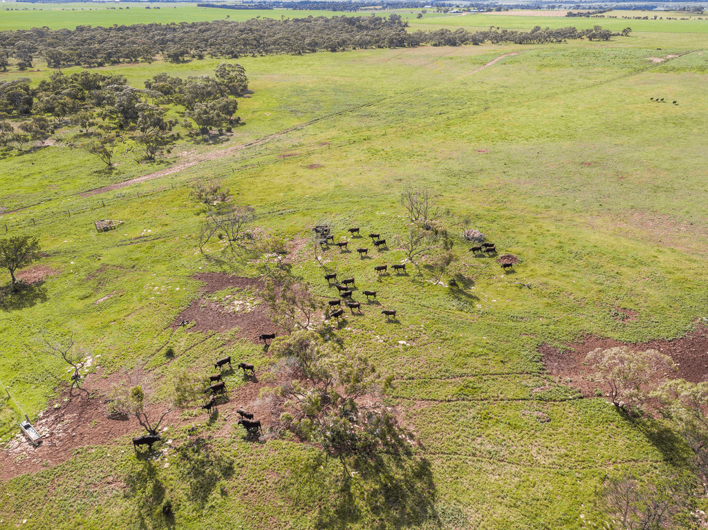'Dieners' - Lot 1176 Longs Road, WOODS POINT, SA 5253