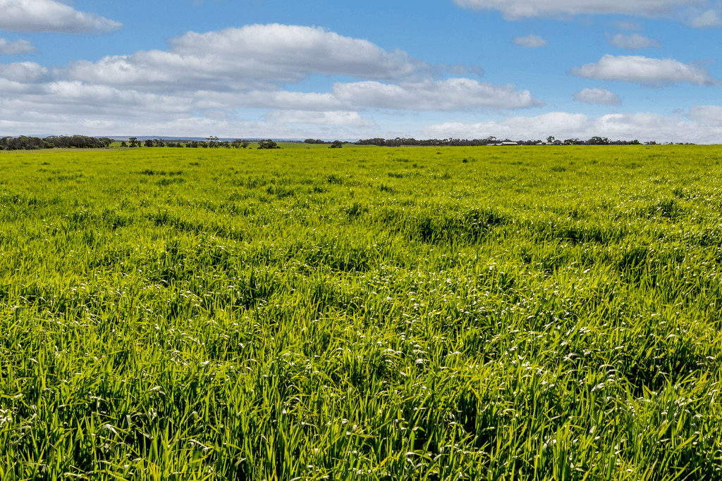 'Dieners' - Lot 1176 Longs Road, WOODS POINT, SA 5253