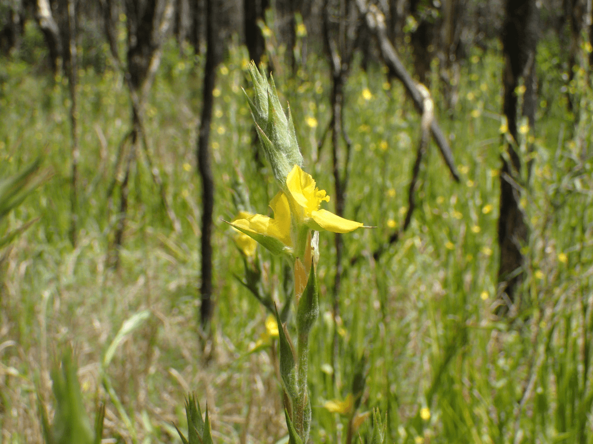 Pacific Highway, Mororo, NSW 2469