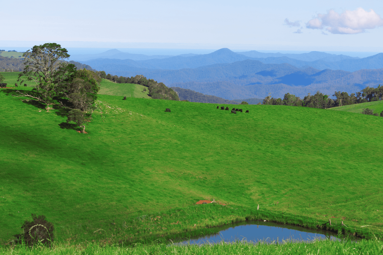 5287 Waterfall Way, DORRIGO, NSW 2453