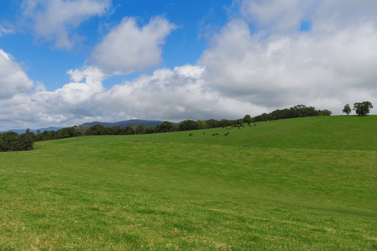 5287 Waterfall Way, DORRIGO, NSW 2453