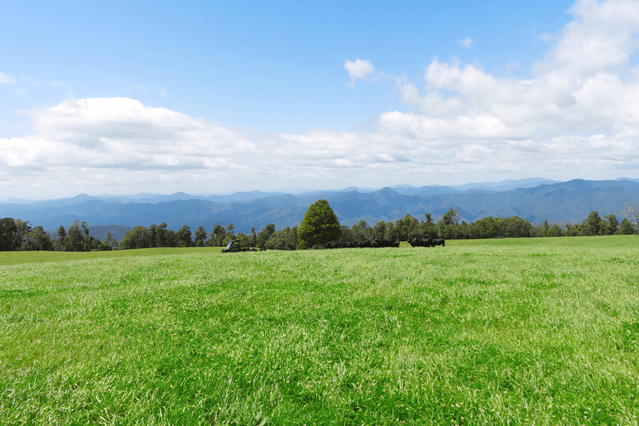 5287 Waterfall Way, DORRIGO, NSW 2453