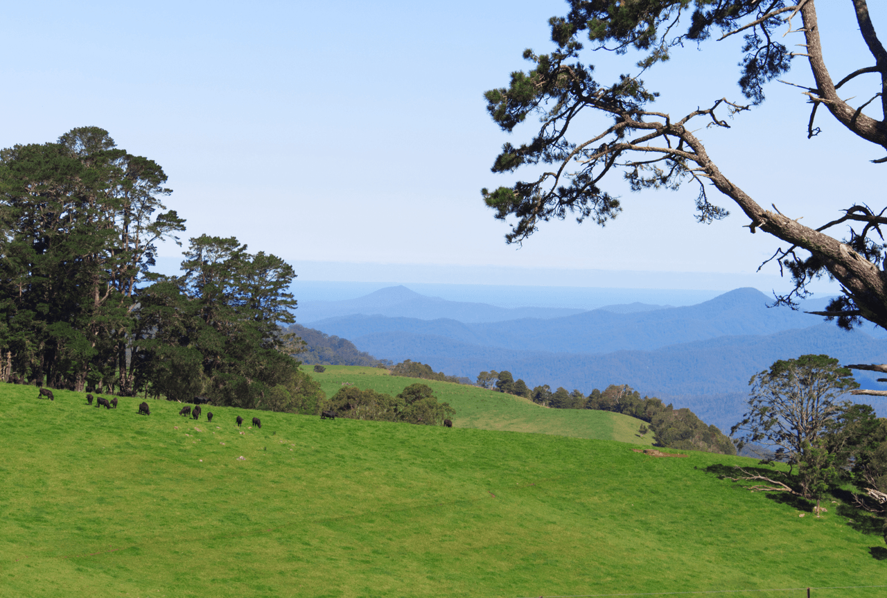 5287 Waterfall Way, DORRIGO, NSW 2453