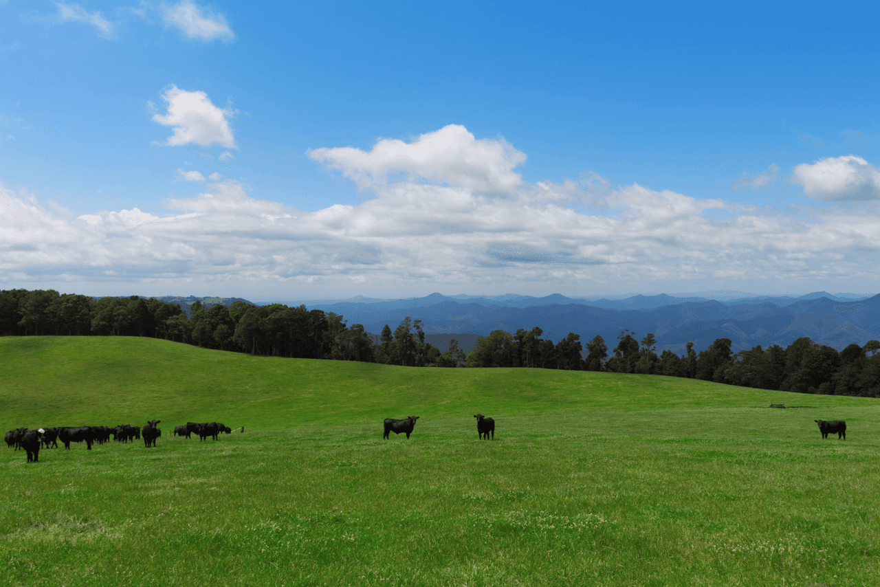 5287 Waterfall Way, DORRIGO, NSW 2453