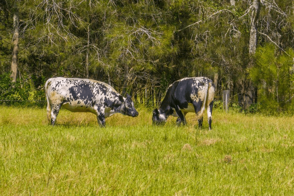 426 Sancrox Road, SANCROX, NSW 2446