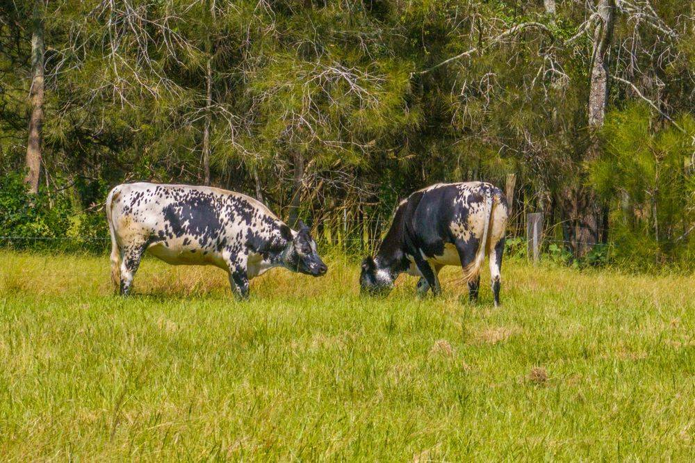 426 Sancrox Road, SANCROX, NSW 2446