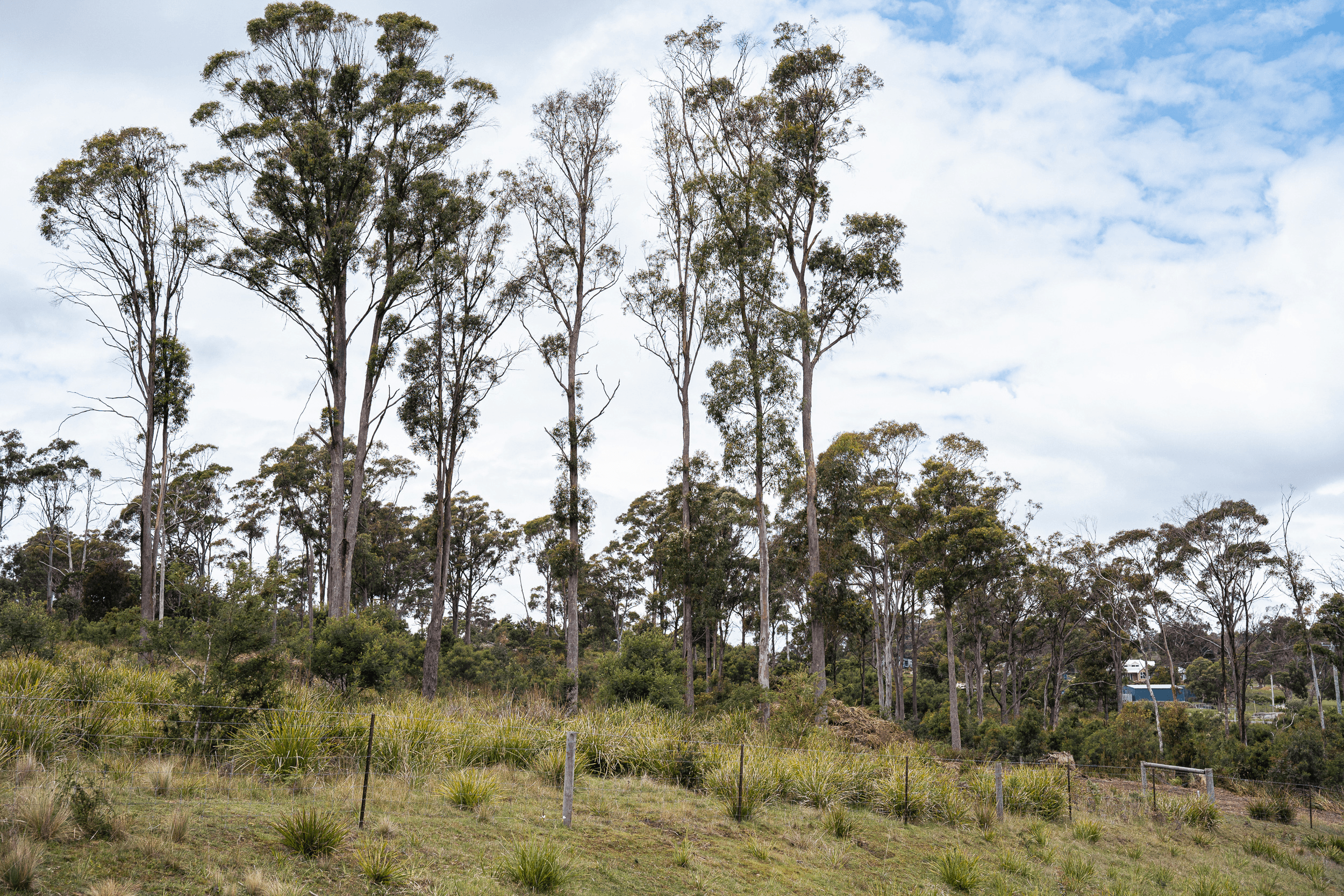 8 Ardea Drive, Swan Bay, TAS 7252