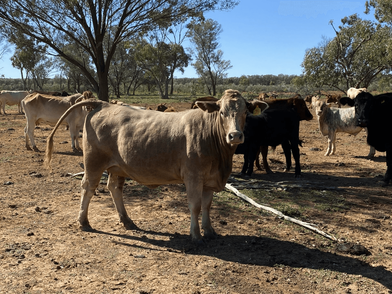 14677 Charleville-Bollon Road, MORVEN, QLD 4468