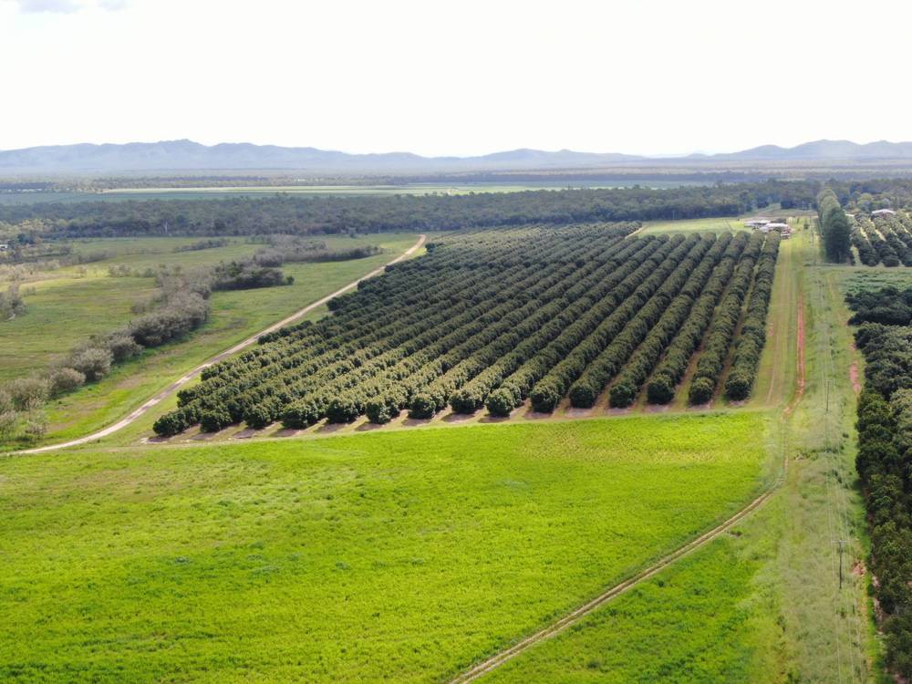 1611 Mareeba Dimbulah Road, Arriga, QLD 4880