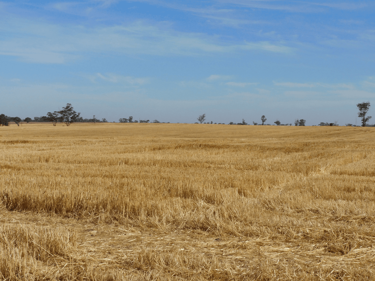 Proposed Lot Langley Road, BORDERTOWN, SA 5268