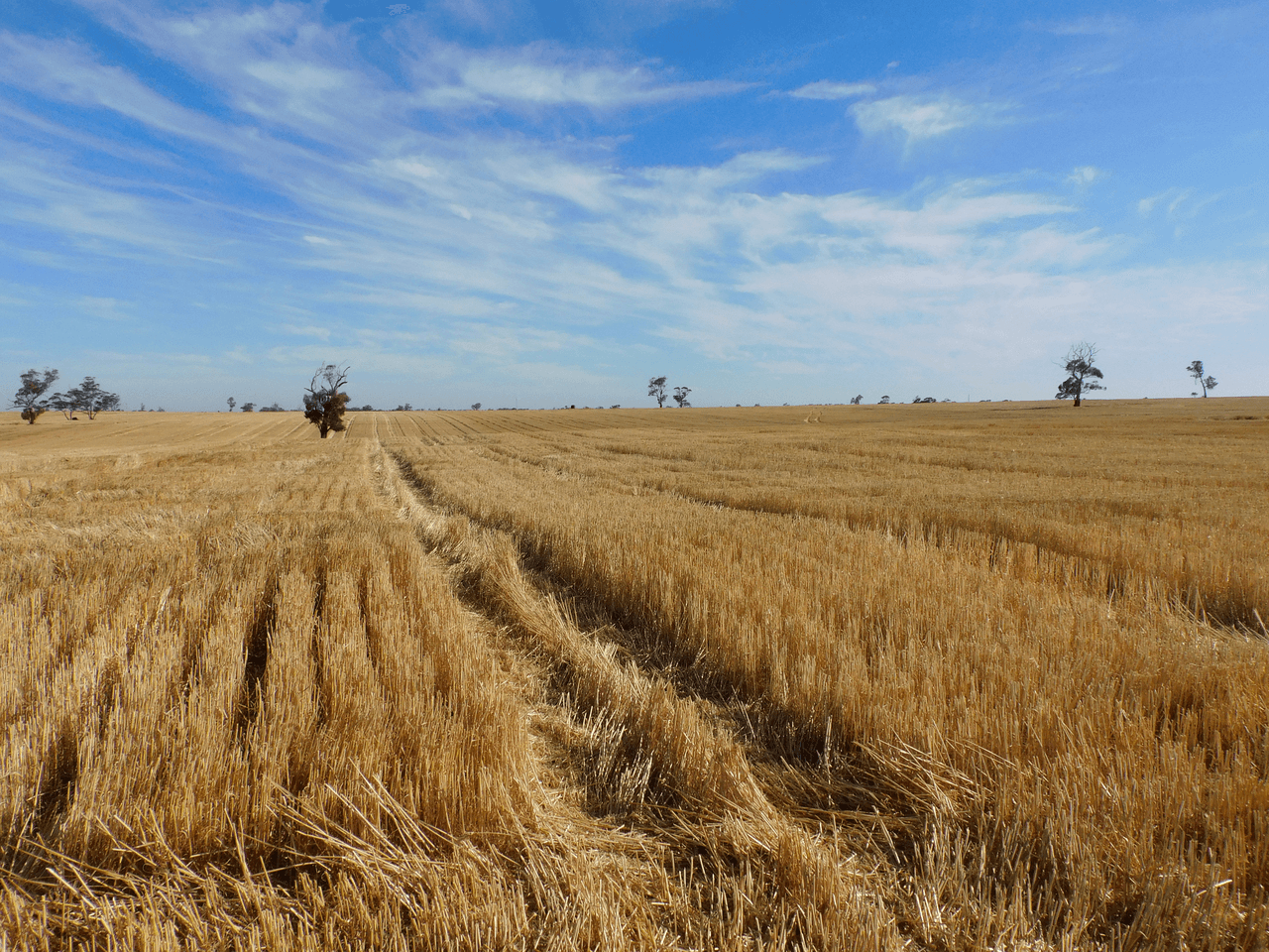 Proposed Lot Langley Road, BORDERTOWN, SA 5268