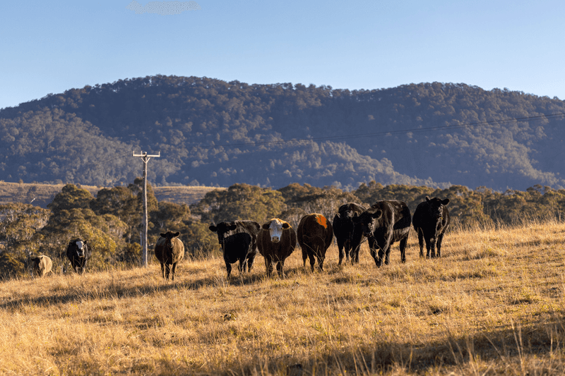 1221 Manning Hill Road, BUNYAH, NSW 2429