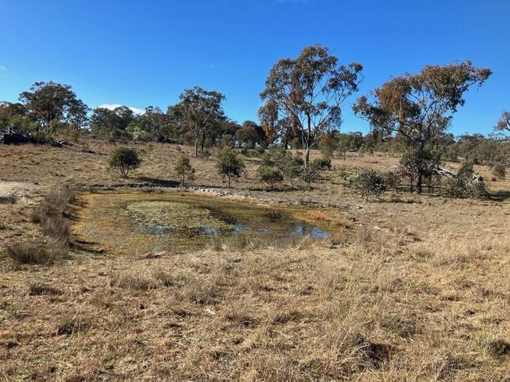 657 Springdale Road, STANTHORPE, QLD 4380