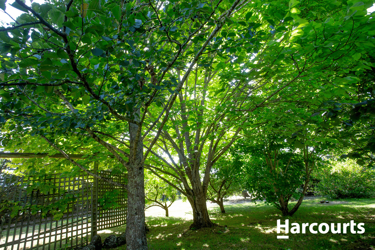 59 Moore Street, WESTBURY, TAS 7303