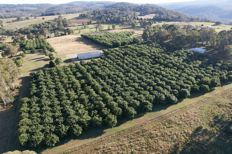 Mortat Willigobung Road, TUMBARUMBA, NSW 2653