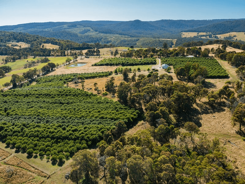 Mortat Willigobung Road, TUMBARUMBA, NSW 2653