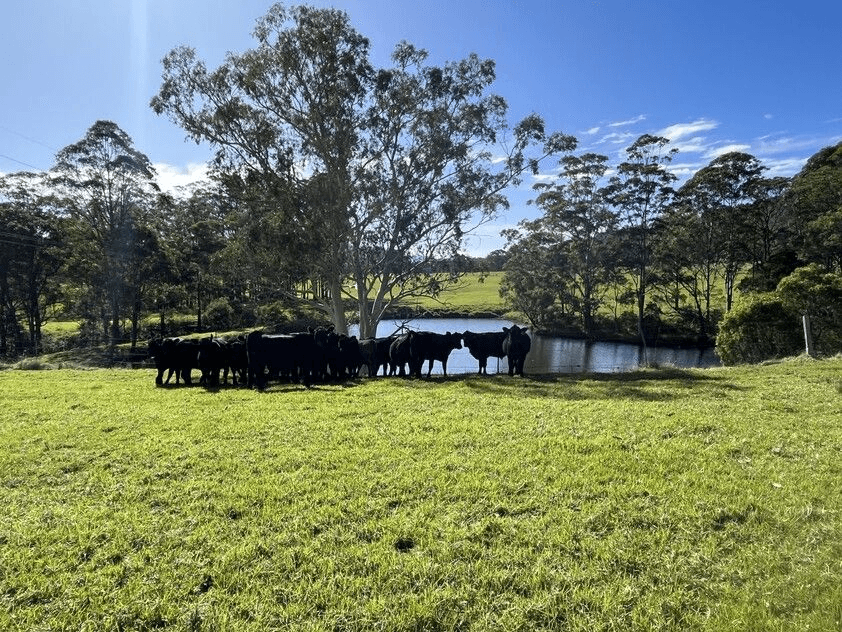 321 Mount Scanzi Road, Kangaroo Valley, NSW 2577