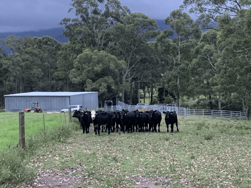 321 Mount Scanzi Road, Kangaroo Valley, NSW 2577