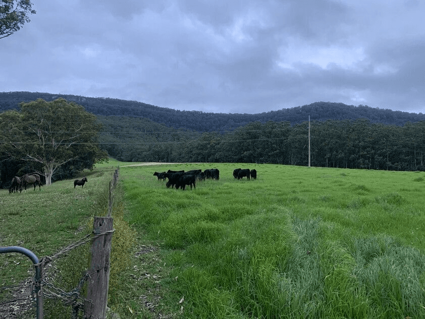 321 Mount Scanzi Road, Kangaroo Valley, NSW 2577