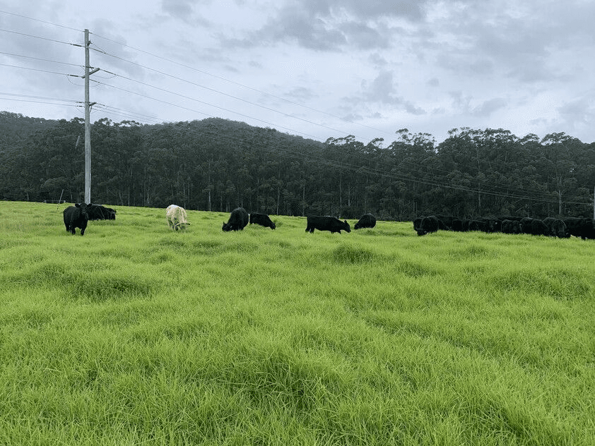 321 Mount Scanzi Road, Kangaroo Valley, NSW 2577