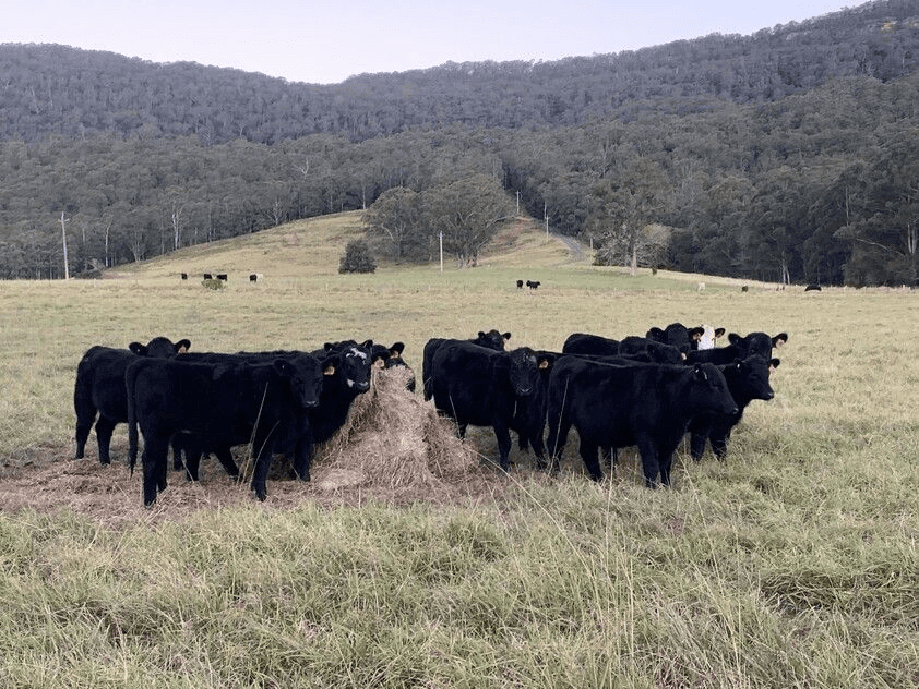 321 Mount Scanzi Road, Kangaroo Valley, NSW 2577