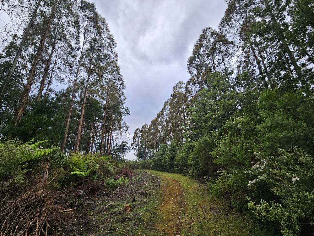4355 Grand Ridge Road, Grand Ridge, VIC 3870