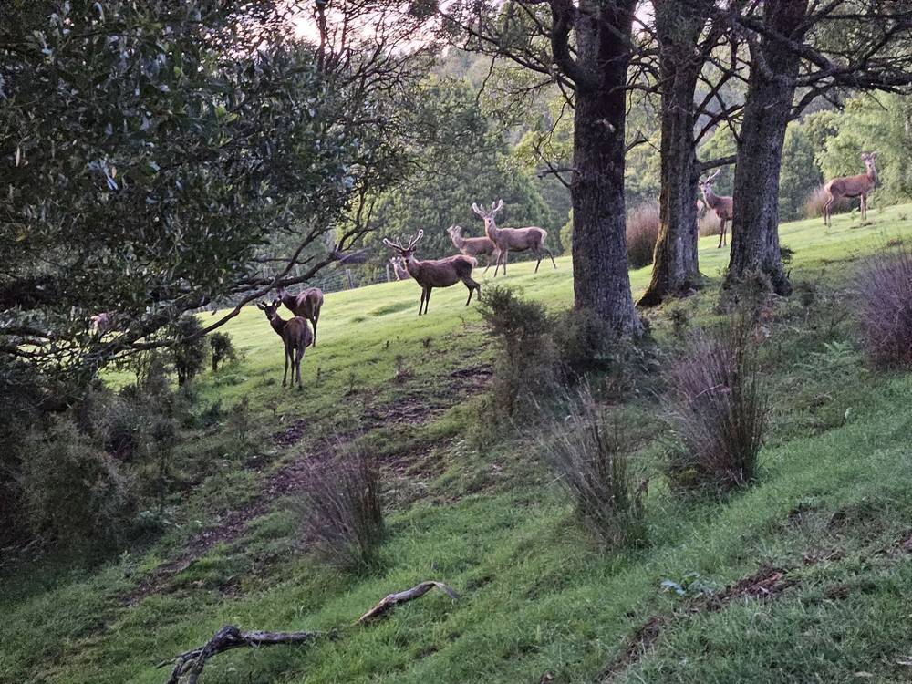 4355 Grand Ridge Road, Grand Ridge, VIC 3870